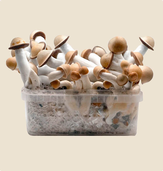 bestes Penis Envy Pilzzuchtset, 1200 ml